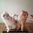 CATTI