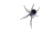 han